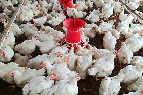 26 budikote 1