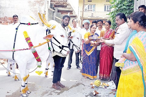 260220 Siraguppa Cidibandi Utsav Ox Pooja