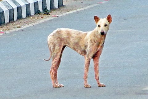 9byd4