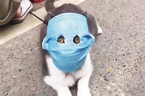 Animals-Face-Mask-