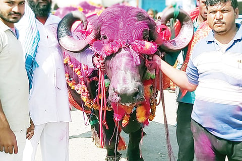 BUffalo