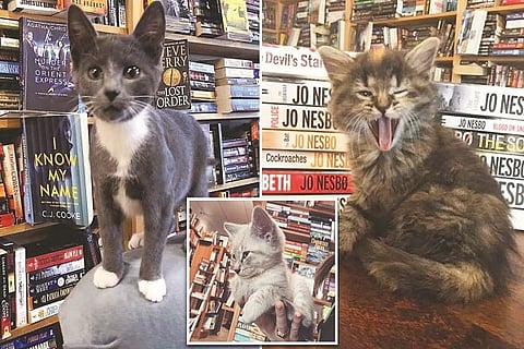 Bookstore Filled With Adorable Cats 2