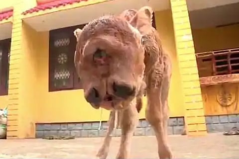 Calf