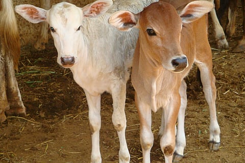 Calf