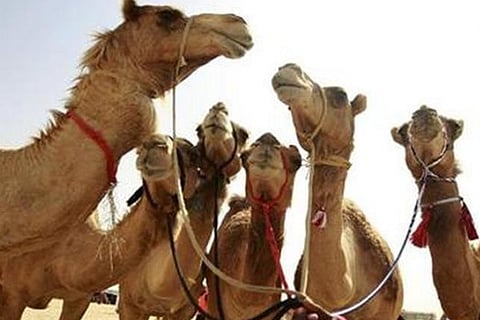Camels