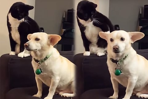 Cat Dog 10 Feb 20