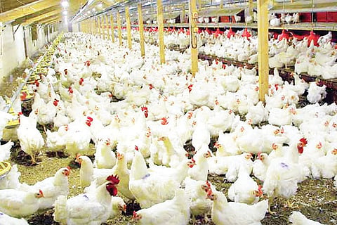 Chicken
