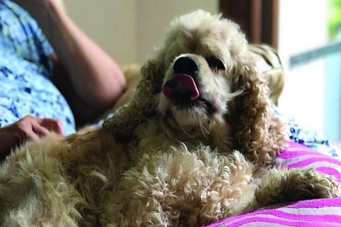 Cocker spaniel 9 FEB 20