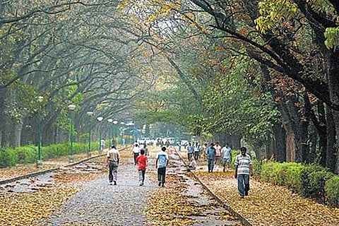 Cubbon Park 3 feb 20