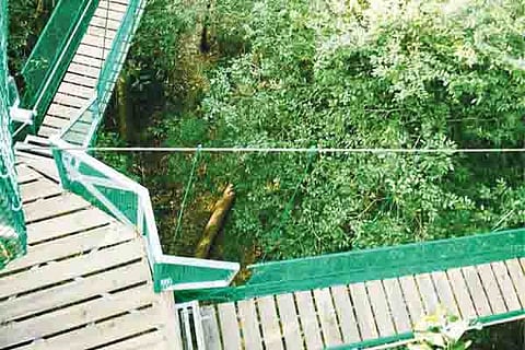 DND CANOPY STORY 1B