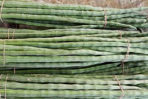 DRUM STICKS