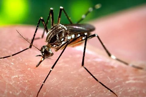 Dengue 9 Feb 20