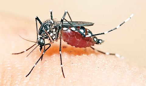 Dengue Masquito