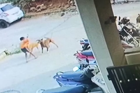 Dog Attack