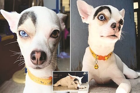 Dogs villainous birthmark is raising some eyebrows