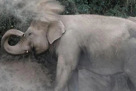 Elephant 23 Feb 20