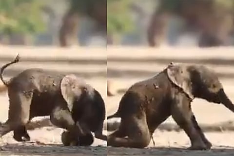 Elephant 8 Feb 20