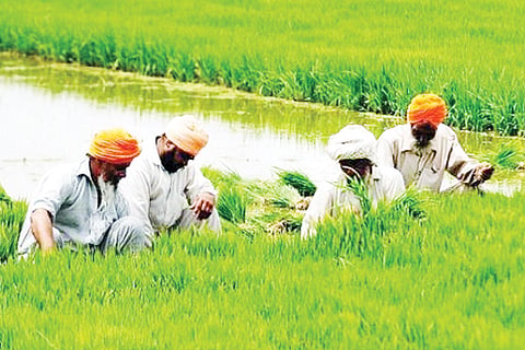 Farmer