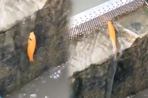 Fish 3 Feb 20