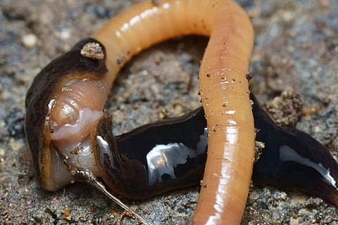 Flesh Eating Worm