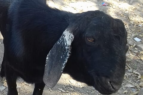 Goat 18 Feb 20