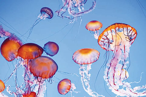 JELLY