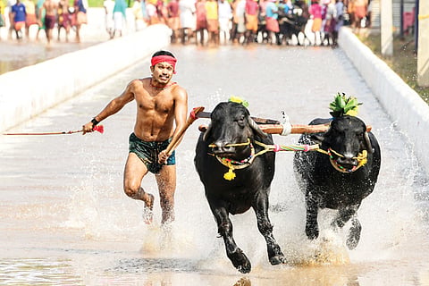 KAMBALA F