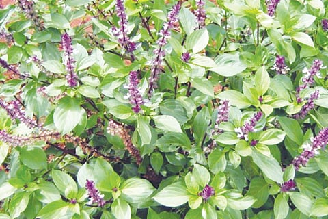 KASTURI