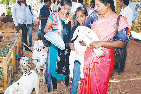 Krishimela goat 22 Feb 20