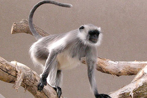 Langur 23 Feb 20