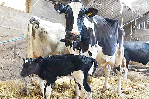 Milk Revolution