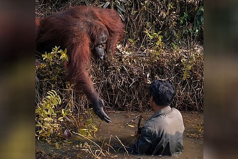 Oranguton