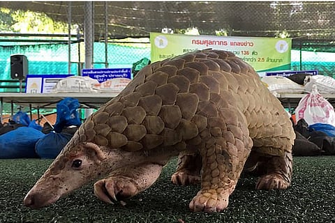 Pangolin