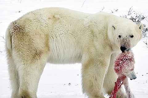 Polar Bear