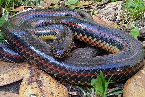 Rainbow Snake