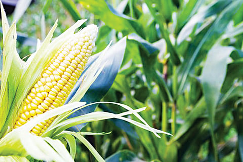 SWEET CORN