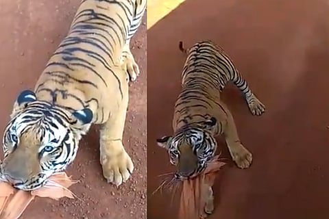 Tiger 17 Feb 20