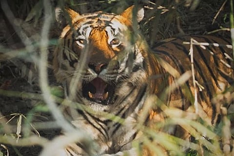 Tiger Dhoni
