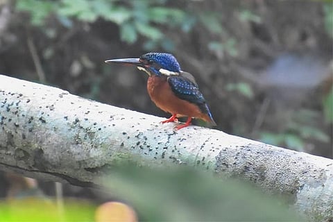 bird new