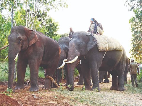 chitradurga elephant naming ceremony