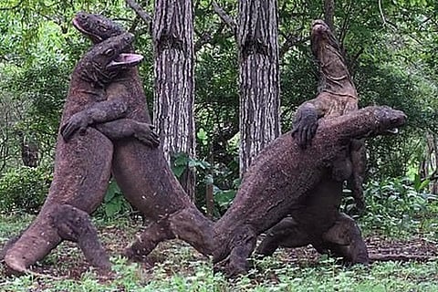 comodo dragans