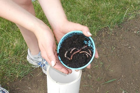 compost 2