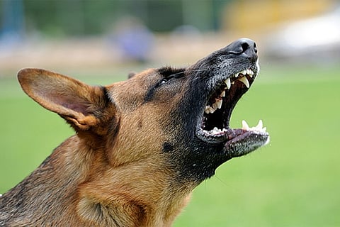 dog