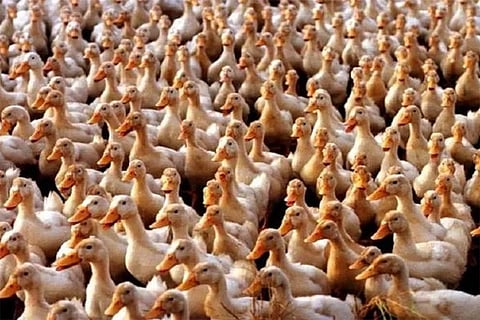 ducks
