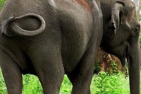 elephant 6c