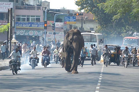 elephant