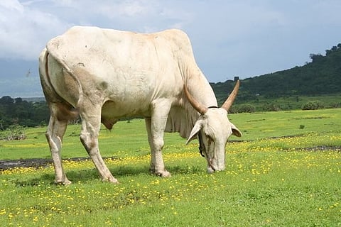 gomala