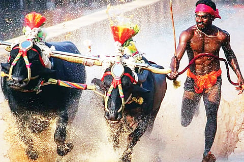 kambala feb 19 2020