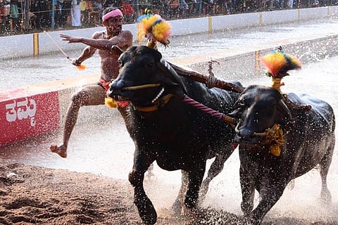 kambala new