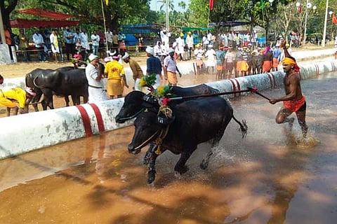 kambala new